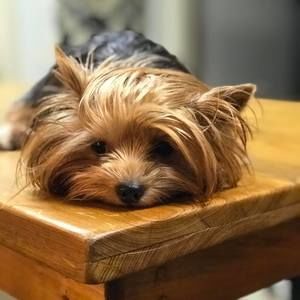 Meet your Posher, Della